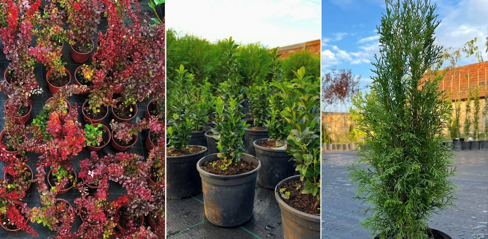 Green Oasis - Rasadnik u Banatskom Karađorđevu