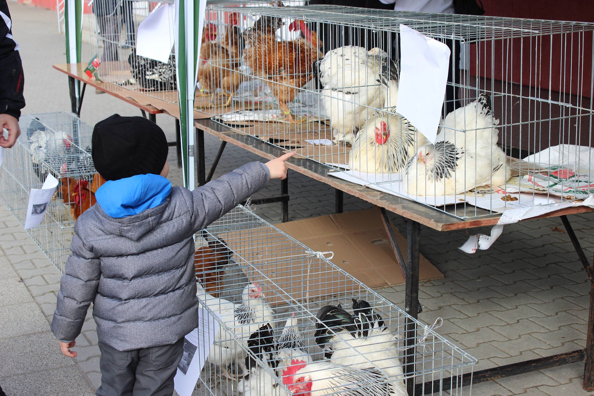 12. MINI SAJAM POLJOPRIVREDE U ŽITIŠTU (FOTO)