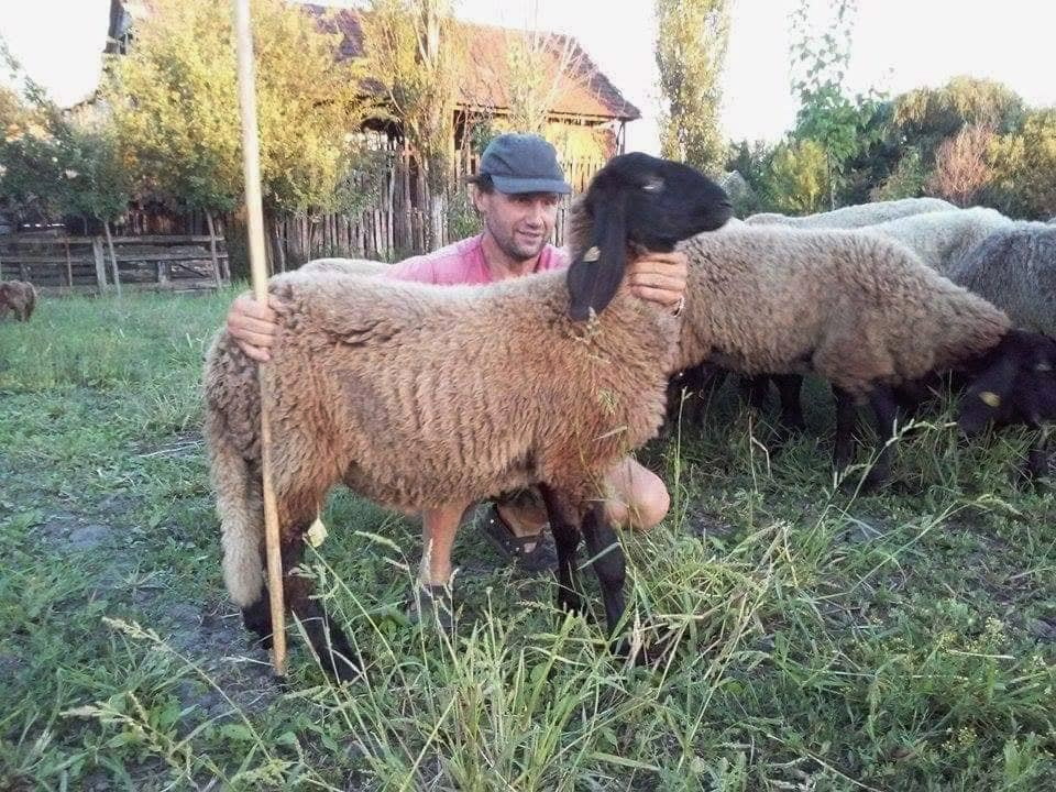 Uzgoj ovaca u Banatskom Karađorđevu