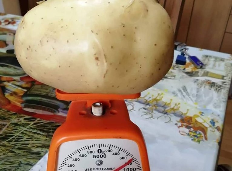 Krompir za Ginisa u Međi