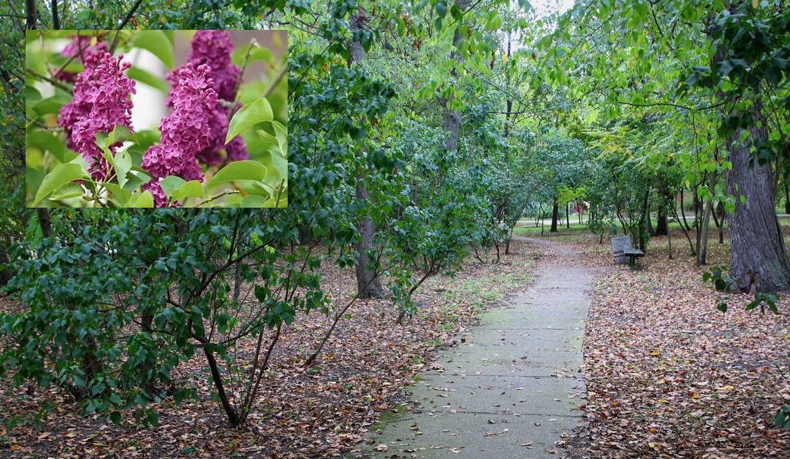 “Deda Jockov park“ u Žitištu ponovo će krasiti jorgovani