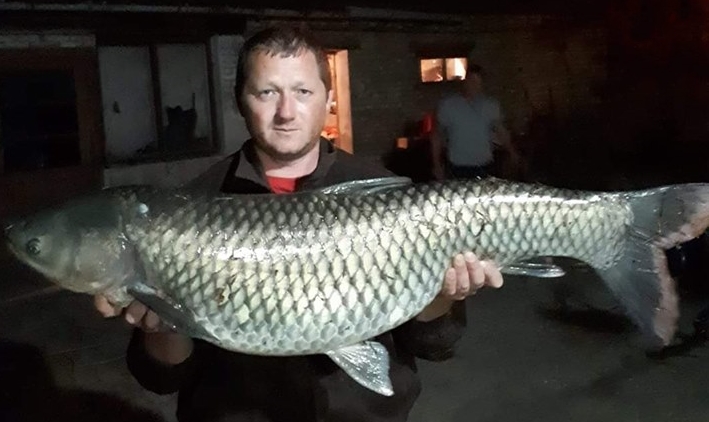 Amur kapitalac upecan na Begeju u Žitištu