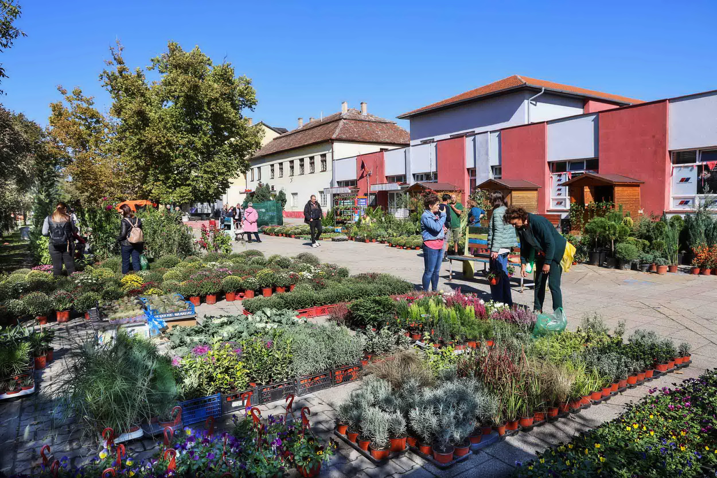 Jesenji festival cveća u Žitištu